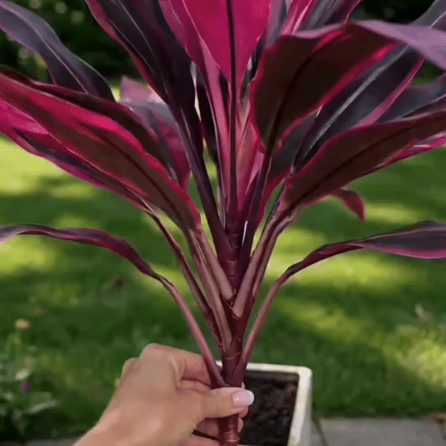 Artificial Dragon's Blood Tree Plant